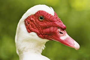 Muscovy Duck (Cairina moschata)