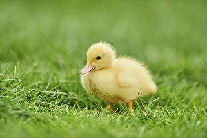Muscovy duck (Cairina moschata)