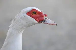 Muscovy Duck (Cairina moschata), female
