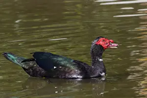 Muscovy Duck (Cairina moschata) in the water