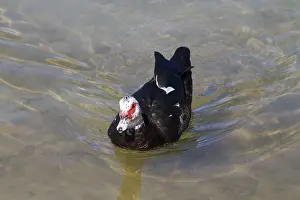 Muscovy Duck (Cairina moschata) in the water