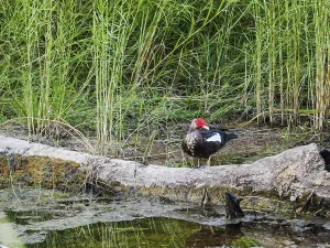 Muscovy duck and reeds at the bank of river