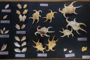 Museum, exhibition World of Seashells