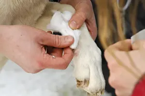 Musher dressing husky paw