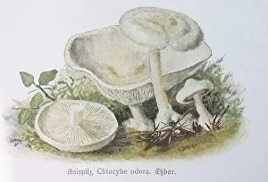 Mushroom, Anise mushroom, aniseed toadstool (Clitocybe odora)