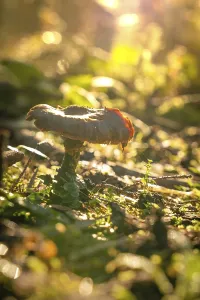 Mushroom Autumn Forest, Morning
