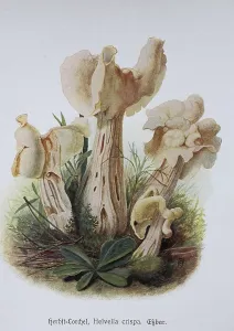 Mushroom, Autumn Lorchel (Helvella crispa) or Krause Lorchel