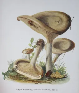 Mushroom, Balding (Paxillus involutus)