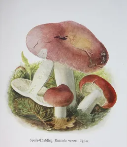 Mushroom, bare-toothed russula (Russula vesca)