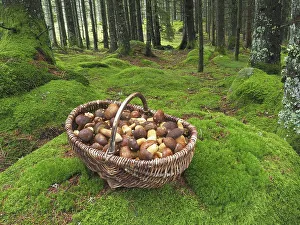 Mushroom basket with chestnut boletus in a moss-covered spruce forest in the Black Forest