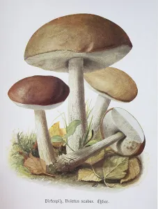 Mushroom, birch bolete (Leccinum scabrum)