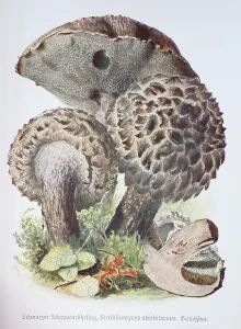 Mushroom, Black scale boletus (Strobilomyces strobilaceus)