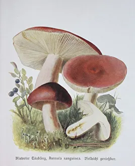 Mushroom, bloody brittlegill (Russula sanguinaria)