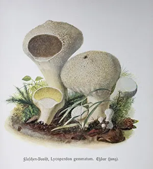 Mushroom, bottle bovist, Lycoperdon gemmatum