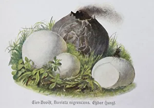 Mushroom, Bovist, Egg Bovist, Bovista nigrescens