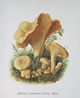 Mushroom, chanterelle (Cantharellus cibarius)