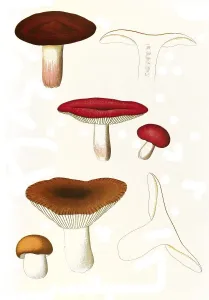 Mushroom, cherry-red edible russula (Russula emetica)