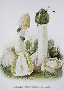 Mushroom, common stinkhorn (Phallus impudicus)