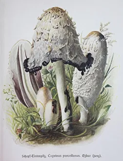 Mushroom, Crested Ink Mushroom