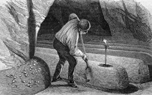 Mushroom cultivation, historical wood engraving