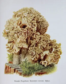 Mushroom, curly goatee, Sparassis ramosa