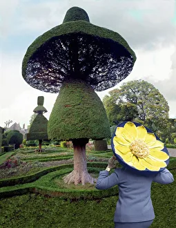 Mushroom cut from a hedge, England, Great Britain