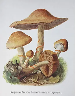 Mushroom, Decorated girdle foot