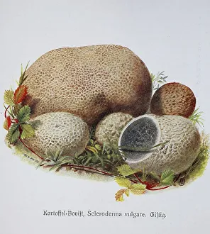 Mushroom, earthball (Scleroderma) vulgare