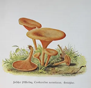 Mushroom, False chanterelle (Hygrophoropsis aurantiaca)