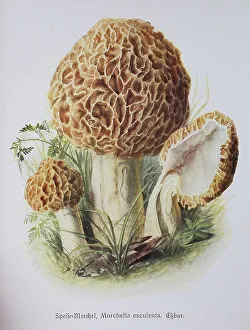 Mushroom, food Morel (Morchella esculenta)