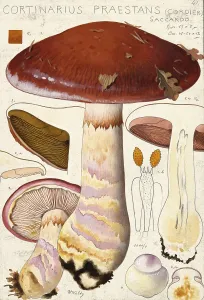 Mushroom, fungi, barn owl or blue-booted slime mould, Phlegmacium praestans, syn. Cortinarius praestans, authentic reproduction of an illustration by Hans Walty (1868-1948) from about 1915, historical