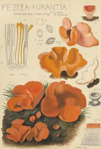 Mushroom, fungi, common orange cup fungus or orange-red cup fungus, Aleuria aurantia, syn Peziza aurantia, authentic reproduction of an illustration by Hans Walty (1868-1948) from about 1915, historical
