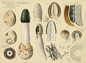 Mushroom, fungi, common stinkhorn, Phallus impudicus, authentic reproduction of an illustration by Hans Walty (1868-1948) from about 1915, historical