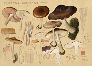Mushroom, fungi, deer brown roof mushroom, Pluteus cervinus, syn.: Pluteus atricapillus, Pluteus brunneoradiatus, Pluteus exilis, also deer brown roof mushroom, authentic reproduction of an illustration by Hans Walty (1868-1948) from about 1915