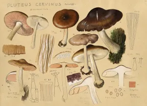 Mushroom, fungi, deer brown roof mushroom Pluteus cervinus, syn. Pluteus atricapillus, Pluteus brunneoradiatus, Pluteus exilis var
