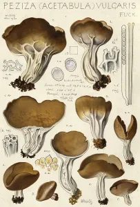 Mushroom, fungi, downy bark cup, Pezizella vulgaris, authentic reproduction of an illustration by Hans Walty (1868-1948) from about 1915, historical