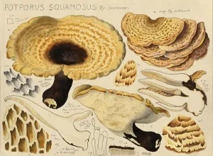Mushroom, fungi, dryad's saddle
