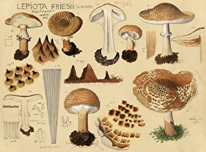 Mushroom, fungi, Freckled Dapperling, Lepiota friesii, authentic reproduction of an illustration by Hans Walty (1868-1948) from about 1915, historical