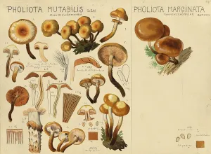 Mushroom, fungi, fungus, Kuehneromyces mutabilis, authentic reproduction of an illustration by Hans Walty (1868-1948) from about 1915, historical