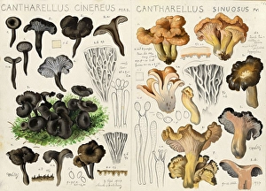 Mushroom, fungi, grey craterelle, also known as grey chanterelle or grey Leistling, Craterellus cinereus, syn. Cantharellus cinereus, Pseudocraterellus cinereus and curly craterelle, Craterellus sinuosus, syn