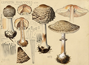 Mushroom, fungi, Lepiota rhacodes, Shaggy parasol, authentic reproduction of an illustration by Hans Walty (1868-1948) from about 1915, historical