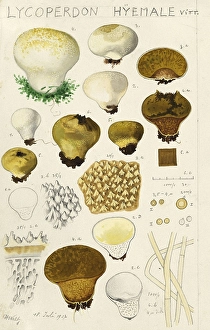 Mushroom, fungi, Lycoperdon hiemale, Staeubling, authentic reproduction of an illustration by Hans Walty (1868-1948) from about 1915, historical
