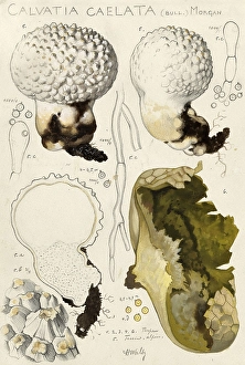 Mushroom, fungi, Lycoperdon utriforme, also Calvatia caelata and Handkea utriformis, mosaic puffball, authentic reproduction of an illustration by Hans Walty (1868-1948) from about 1915, historical