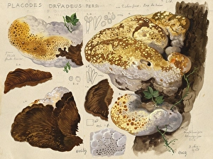 Mushroom, fungi, oak bracket, Inonotus dryadeus, Placodes dryadeus, authentic reproduction of an illustration by Hans Walty (1868-1948) from about 1915, historical