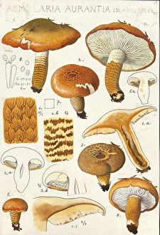 Mushroom, fungi, orange-red knightly mushroom, Tricholoma aurantium, syn. Armillaria aurantia, authentic reproduction of an illustration by Hans Walty (1868-1948) from about 1915, historical
