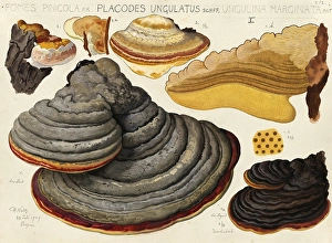 Mushroom, fungi, Red Banded Polypore, Fomitopsis pinicola and Ungulina marginata, spruce spore, authentic reproduction of an illustration by Hans Walty (1868-1948) from about 1915, historical