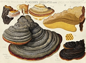 Mushroom, fungi, Red Banded Polypore, Fomitopsis pinicola, authentic reproduction of an illustration by Hans Walty (1868-1948) from about 1915, historical