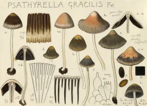 Mushroom, fungi, red-edged mushroom, red-edged mushroom, red-edged mushroom, Psathrella corrugis, syn. Psathyrella gracilis, authentic reproduction of an illustration by Hans Walty (1868-1948) from about 1915, historical