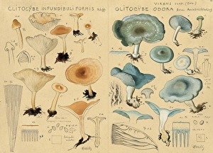 Mushroom, fungi, Yellow or Common Funnel, Infundibulicybe gibba, syn. Clitocybe gibba and Common Funnel, Collybia odora, syn. Clitocybe odora, authentic reproduction of an illustration by Hans Walty (1868-1948) from about 1915, historical