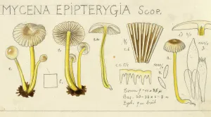 Mushroom, fungi, Yellowleg bonnet, Mycena epipterygia, authentic reproduction of an illustration by Hans Walty (1868-1948) from about 1915, historical